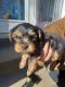 Yorkshire Terrier Puppies for sale in Louisville, KY, USA. price: $1,200