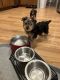 Yorkshire Terrier Puppies for sale in San Antonio, TX, USA. price: $900