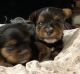 Yorkshire Terrier Puppies for sale in Paris, TN 38242, USA. price: $800