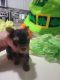 Yorkshire Terrier Puppies for sale in North Port, FL, USA. price: $2,500