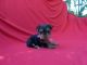Yorkshire Terrier Puppies for sale in Hacienda Heights, CA, USA. price: $1,399
