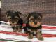 Yorkshire Terrier Puppies for sale in Dallas, TX, USA. price: $700