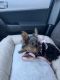 Yorkshire Terrier Puppies for sale in Buckeye, AZ, USA. price: $500