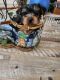 Yorkshire Terrier Puppies for sale in Vero Beach, FL, USA. price: $1,200