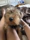 Yorkshire Terrier Puppies for sale in Opa-locka Blvd, Opa-locka, FL 33054, USA. price: NA