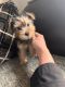Yorkshire Terrier Puppies for sale in Walton, KY 41094, USA. price: $600