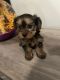 Yorkshire Terrier Puppies for sale in Perris, CA, USA. price: $1,100