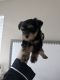 Yorkshire Terrier Puppies for sale in 4007 Burchard Way, Rocklin, CA 95677, USA. price: NA