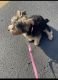 Yorkshire Terrier Puppies for sale in South Holland, IL, USA. price: $600