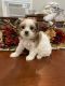 Yorkshire Terrier Puppies for sale in Diboll, TX 75941, USA. price: NA