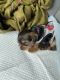 Yorkshire Terrier Puppies for sale in Culver City, CA, USA. price: NA