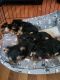 Yorkshire Terrier Puppies for sale in District Heights, MD 20747, USA. price: $1,600