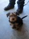 Yorkshire Terrier Puppies for sale in Clinton, TN 37716, USA. price: $1,000
