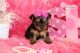 Yorkshire Terrier Puppies for sale in 10118 Avenue J, Brooklyn, NY 11236, USA. price: NA