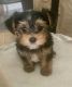 Yorkshire Terrier Puppies for sale in Covington, LA, USA. price: NA