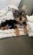 Yorkshire Terrier Puppies for sale in FAIR OAKS, TX 78006, USA. price: $3,000