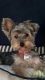 Yorkshire Terrier Puppies for sale in Fort Lauderdale, FL, USA. price: $2,300