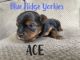 Yorkshire Terrier Puppies for sale in Orange, VA 22960, USA. price: $1,400