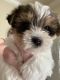 Yorkshire Terrier Puppies for sale in Albany, LA 70711, USA. price: $800