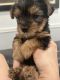 Yorkshire Terrier Puppies for sale in Hialeah Gardens, FL, USA. price: NA