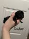 Yorkshire Terrier Puppies for sale in Augusta, GA, USA. price: NA