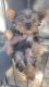 Yorkshire Terrier Puppies for sale in Indianapolis, IN, USA. price: $1,400