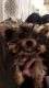 Yorkshire Terrier Puppies for sale in Salem, MA 01970, USA. price: $200