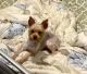 Yorkshire Terrier Puppies for sale in Floresville, TX 78114, USA. price: NA