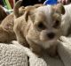 Yorkshire Terrier Puppies for sale in Mulberry, IN 46058, USA. price: NA