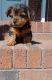 Yorkshire Terrier Puppies for sale in Shelby, NC, USA. price: $1,500