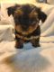 Yorkshire Terrier Puppies for sale in Greenville, SC, USA. price: NA