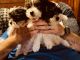 Yorkshire Terrier Puppies for sale in Wapakoneta, OH 45895, USA. price: $1,000