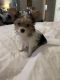 Yorkshire Terrier Puppies for sale in Kenner, LA, USA. price: NA
