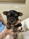 Yorkshire Terrier Puppies for sale in 3950 S 2820 E, Salt Lake City, UT 84124, USA. price: NA