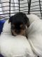 Yorkshire Terrier Puppies for sale in Winter Park, FL, USA. price: NA