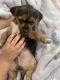 Yorkshire Terrier Puppies for sale in Pottsboro, TX 75076, USA. price: $650