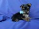 Yorkshire Terrier Puppies for sale in Hacienda Heights, CA, USA. price: $1,299