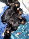 Yorkshire Terrier Puppies for sale in 1541 NW 182nd St, Miami, FL 33169, USA. price: NA