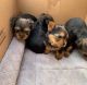 Yorkshire Terrier Puppies for sale in Fort Worth, TX, USA. price: $650