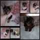 Yorkshire Terrier Puppies for sale in Perris, CA, USA. price: $1,500