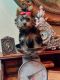 Yorkshire Terrier Puppies for sale in Chula Vista, CA, USA. price: $1,700