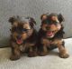 Yorkshire Terrier Puppies for sale in Cary, NC, USA. price: $350