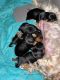 Yorkshire Terrier Puppies for sale in Stone Mountain, GA, USA. price: NA