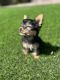 Yorkshire Terrier Puppies for sale in Irvine, CA, USA. price: $1,000