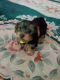Yorkshire Terrier Puppies for sale in Bowling Green, KY, USA. price: $600