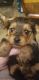 Yorkshire Terrier Puppies for sale in Gerry-Ellington Rd, Gerry, NY 14740, USA. price: NA