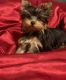 Yorkshire Terrier Puppies for sale in Wayland, MI 49348, USA. price: $2,200