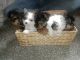 Yorkshire Terrier Puppies for sale in North Versailles, PA 15137, USA. price: NA