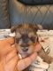 Yorkshire Terrier Puppies for sale in Gerry-Ellington Rd, Gerry, NY 14740, USA. price: $1,000