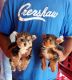 Yorkshire Terrier Puppies for sale in Monroe, LA, USA. price: NA